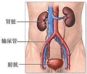 [安庆哪家男科医院正规]突然尿频可能得了急性膀胱炎？